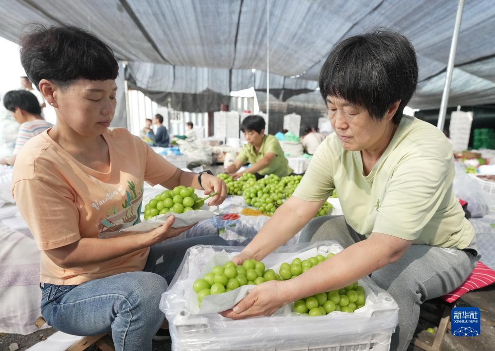 迎丰棋牌平台